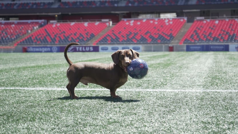 Toonie Hot Dog Match is May 3rd at TD Place