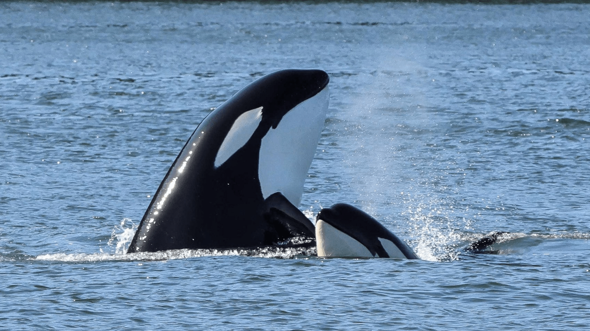 prince of whales